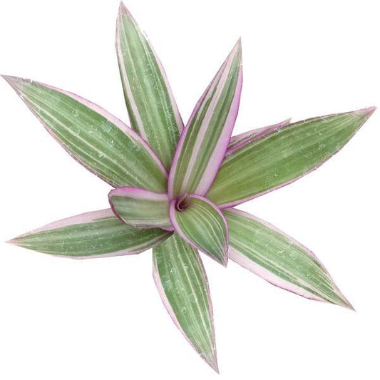 Rhoeo Tricolor Succulent