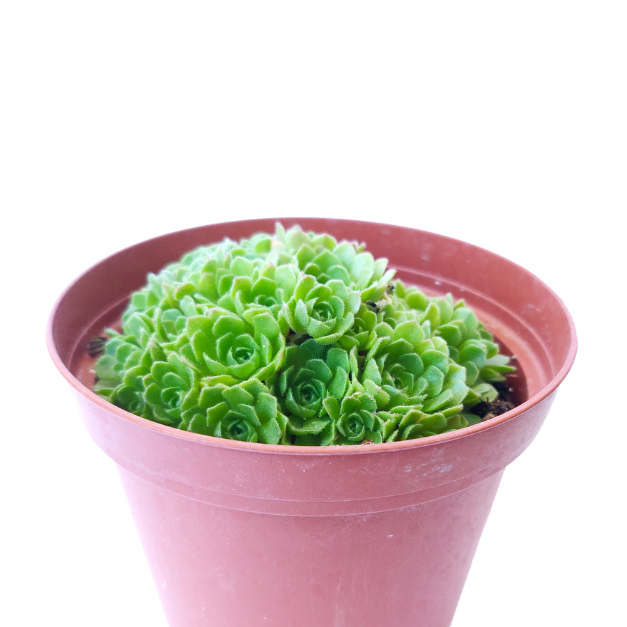 Rosularia Platyphylla