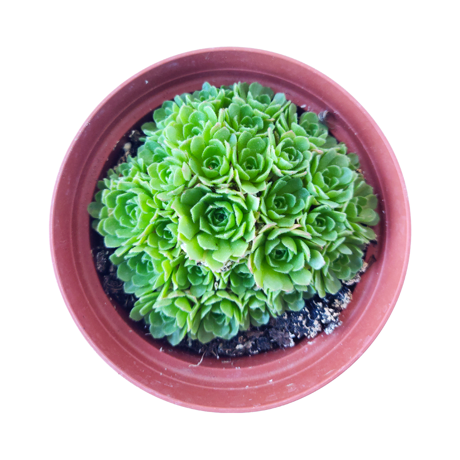 Rosularia Platyphylla