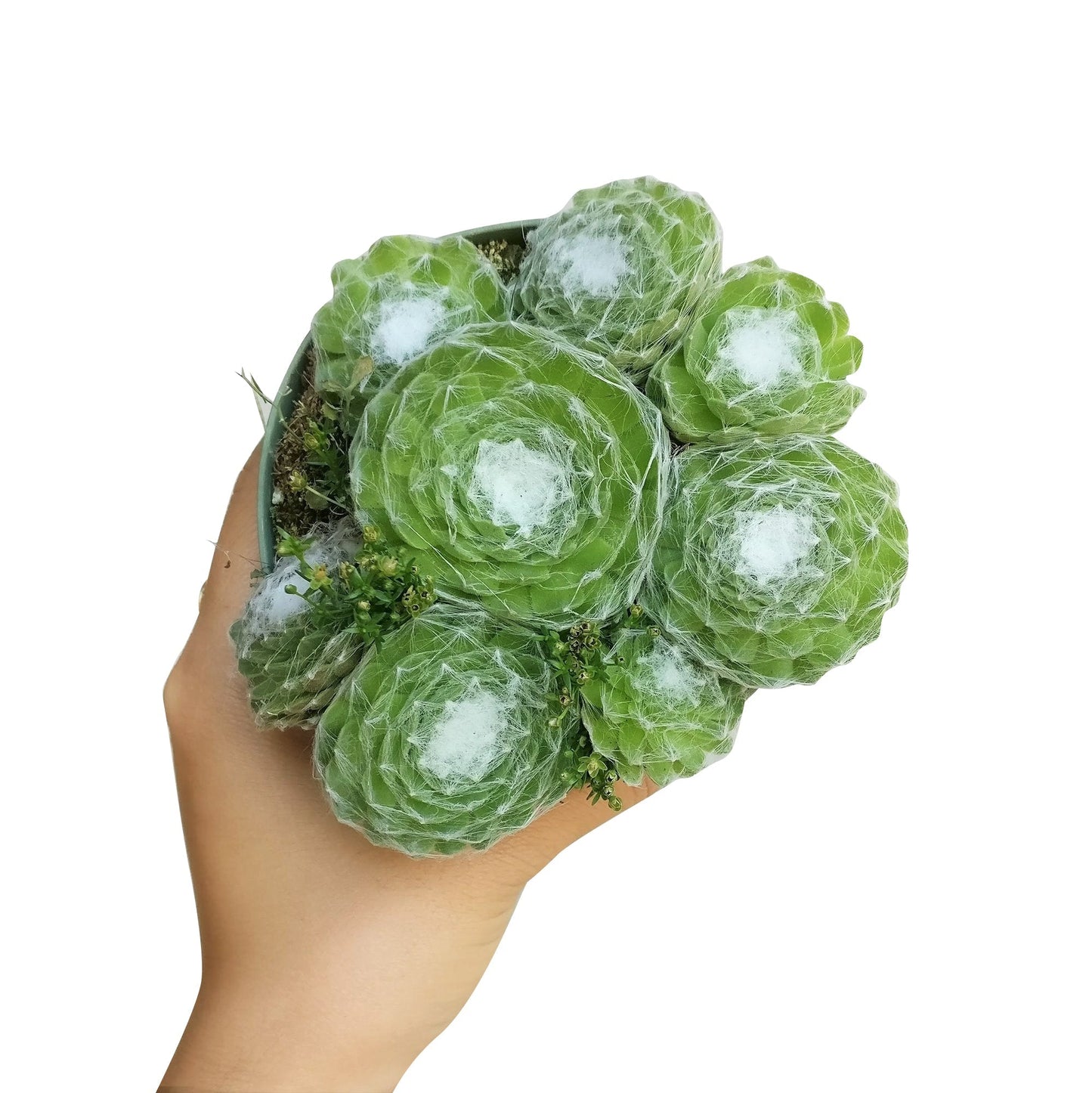 Sempervivum Cobweb Hens and Chicks