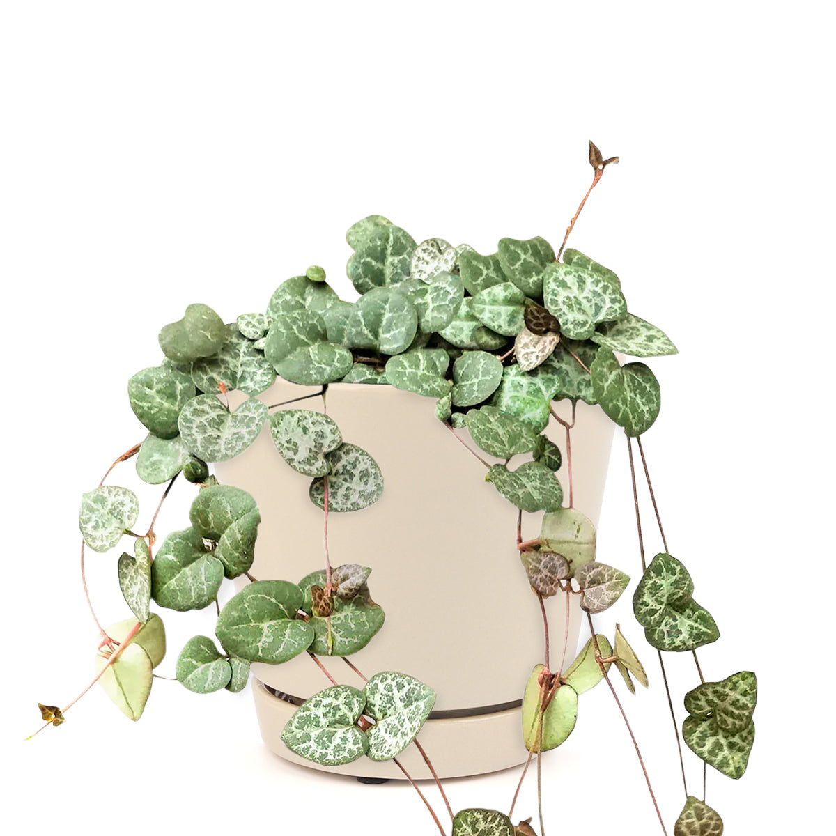 6" String Of Hearts Ceropegia Woodii