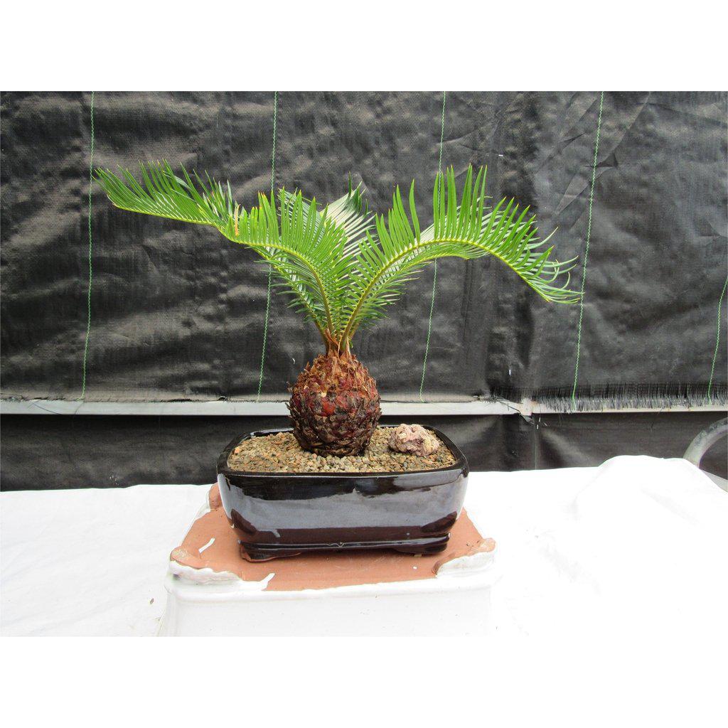 bonsai palm trees Sago Palm Bonsai Tree