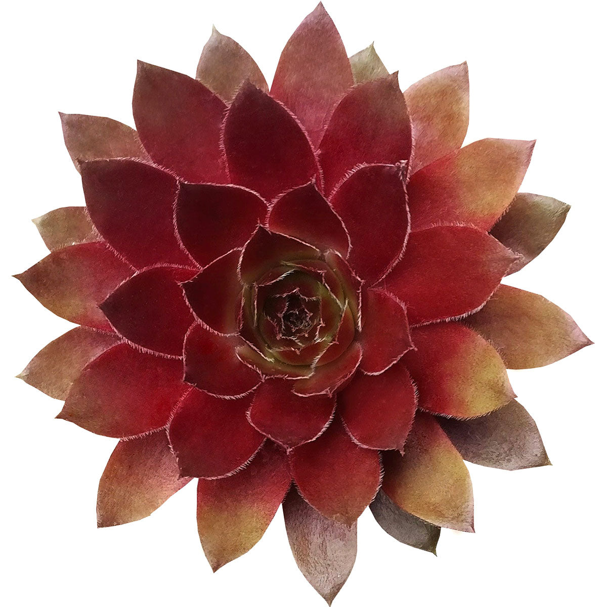 lion brand succulent Sempervivum Red Lion – Lovehopegrow