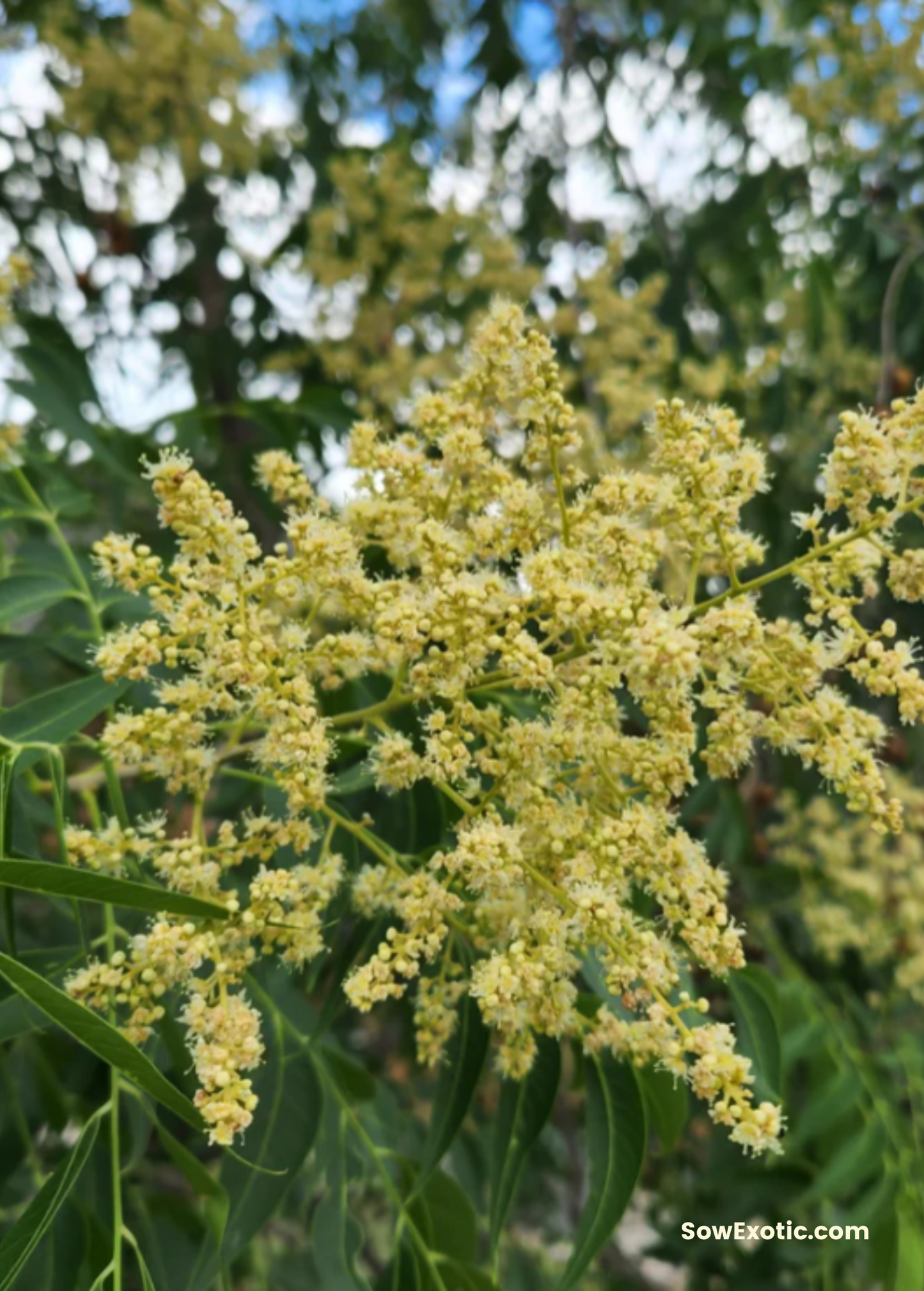 Soapberry (Sapindus saponaria var. drummondii)