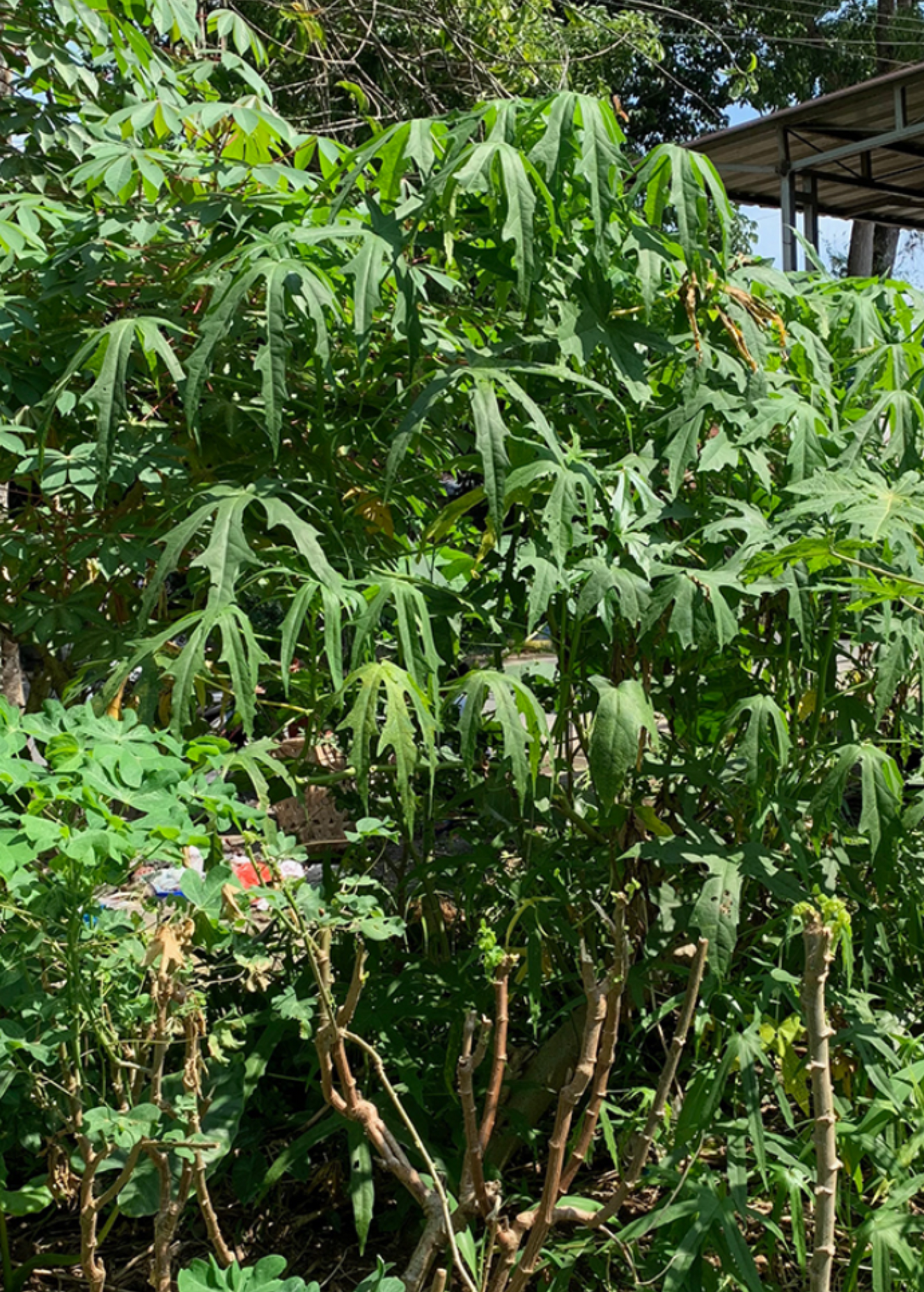 Sea Salad Hibiscus Tree (Abelmoschus manihot)