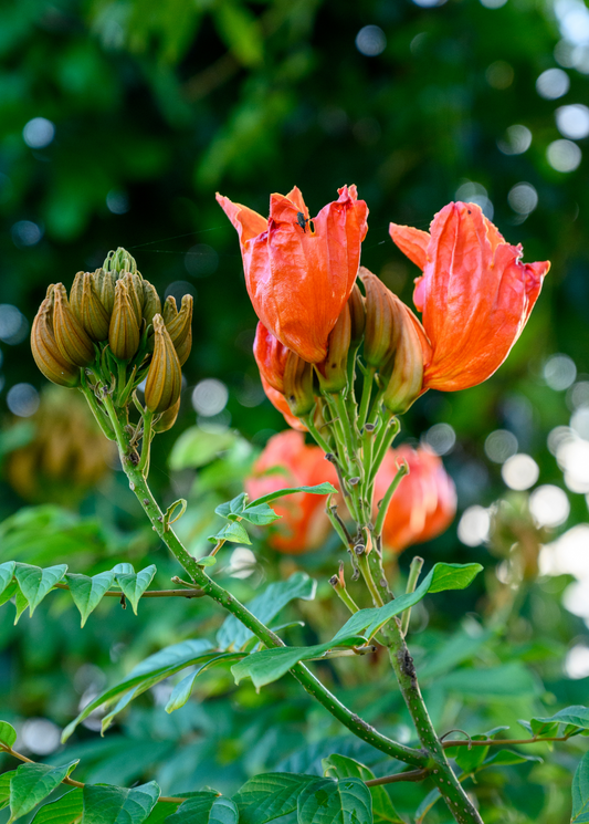 African Tulip Tree, Jamaican Donkey Pee Pee (Spathodea campanulata)