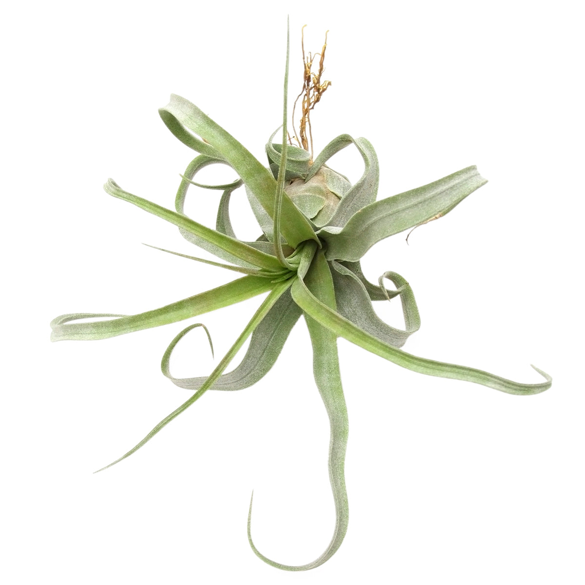 Tillandsia Streptophylla