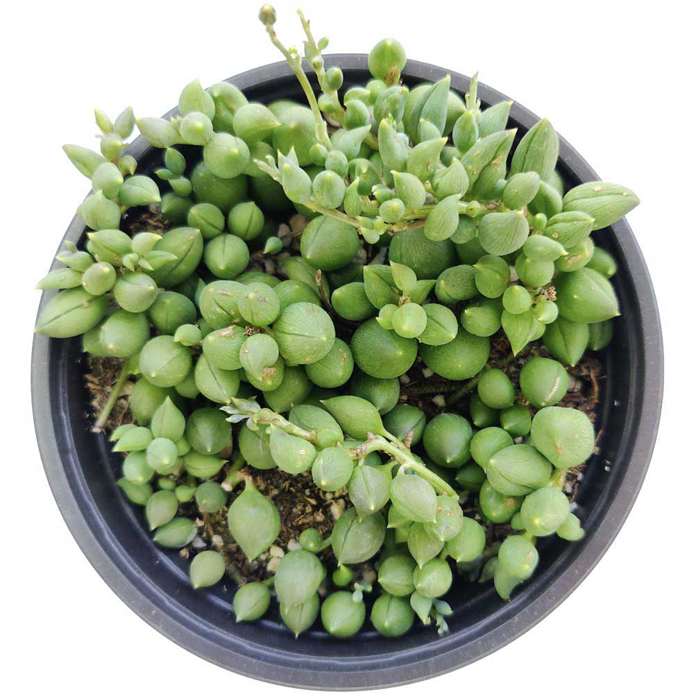 String of Tears Senecio Herreianus