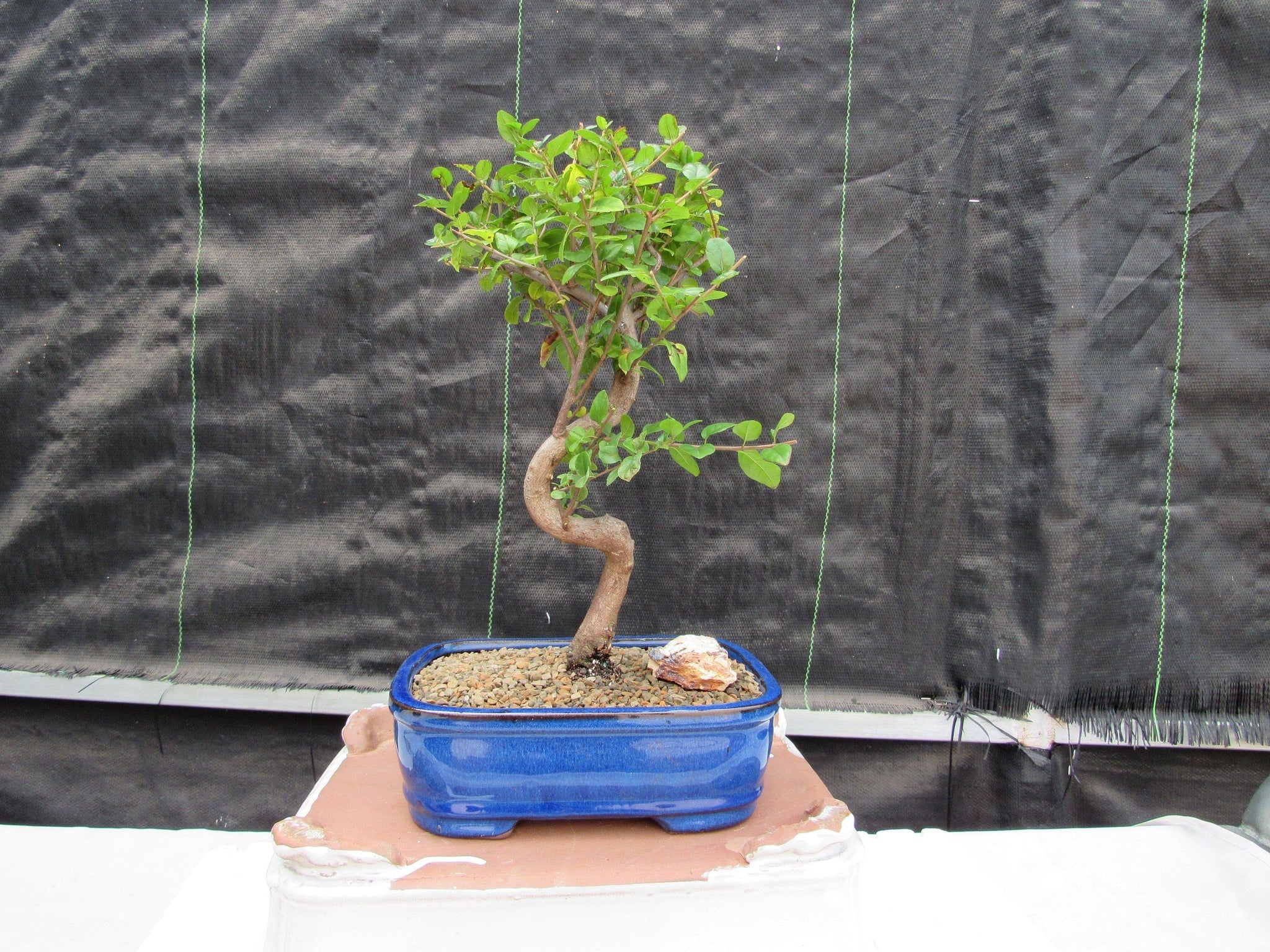 indoor bonsai trees sale Sweet Plum Bonsai Tree
