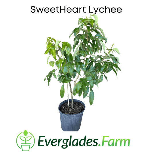 SweetHeart Lychee Tree