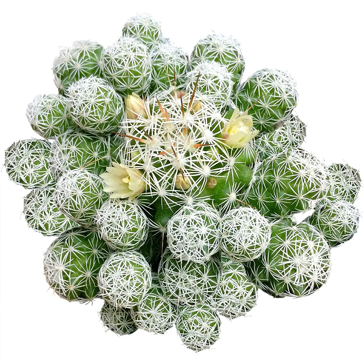 Thimble Cactus Mammillaria