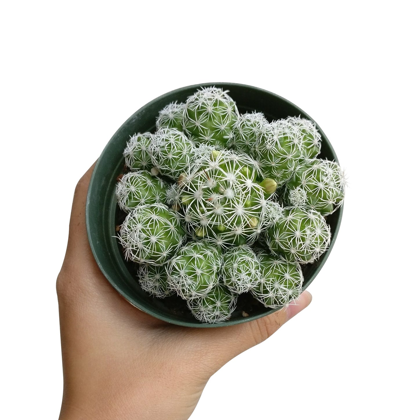 Thimble Cactus Mammillaria