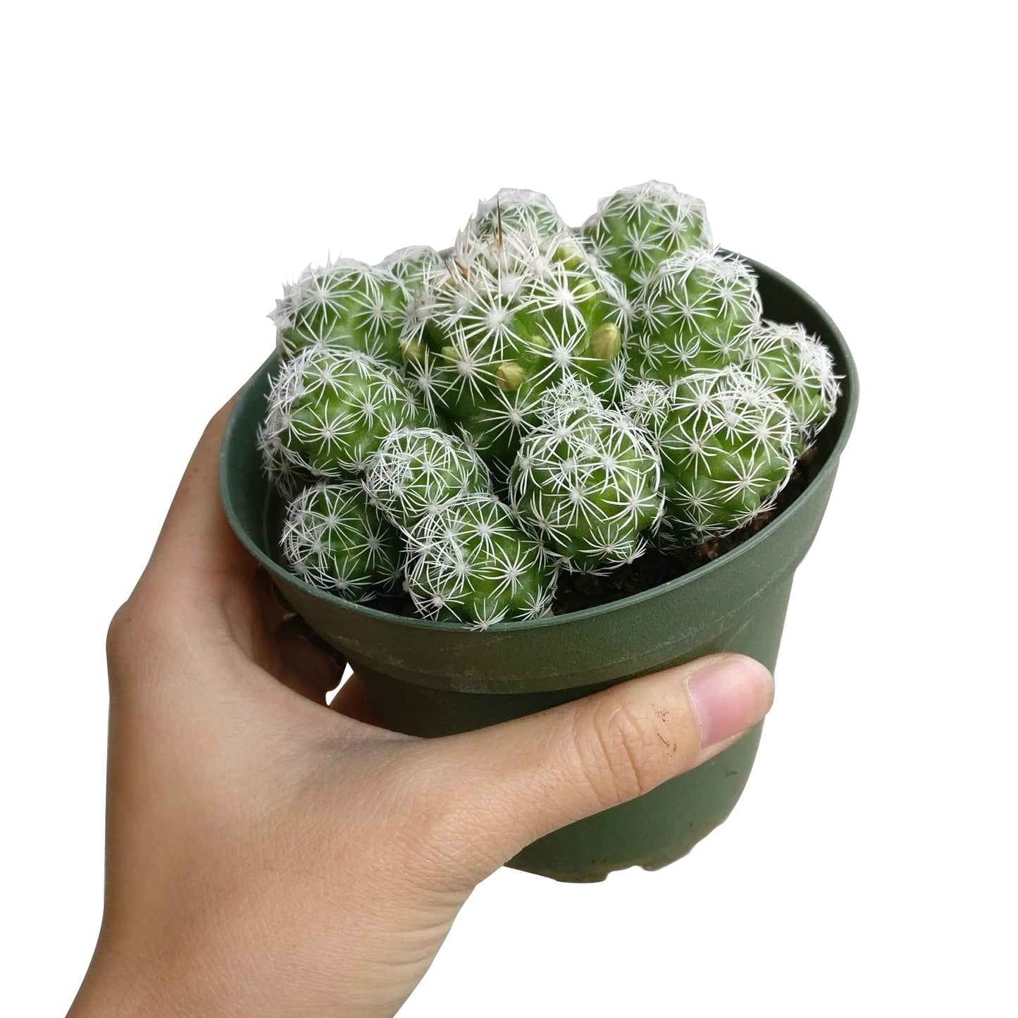 Thimble Cactus Mammillaria