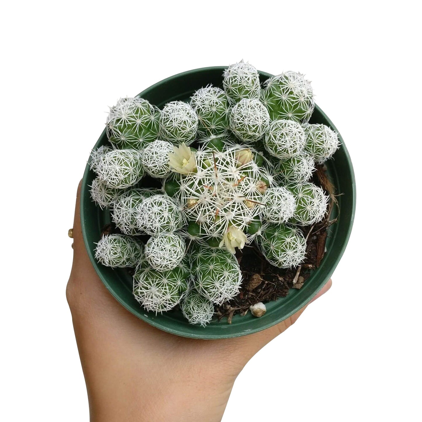 Thimble Cactus Mammillaria