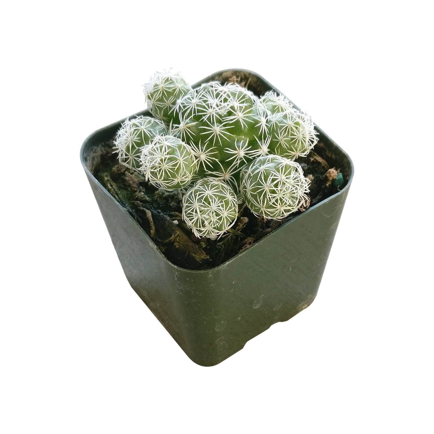 Thimble Cactus Mammillaria