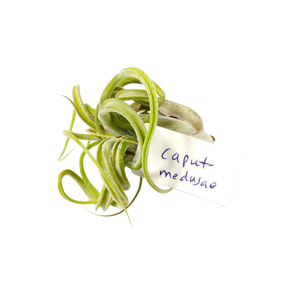 Tillandsia Caput Medusae