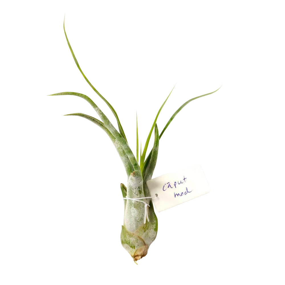Tillandsia Caput Medusae