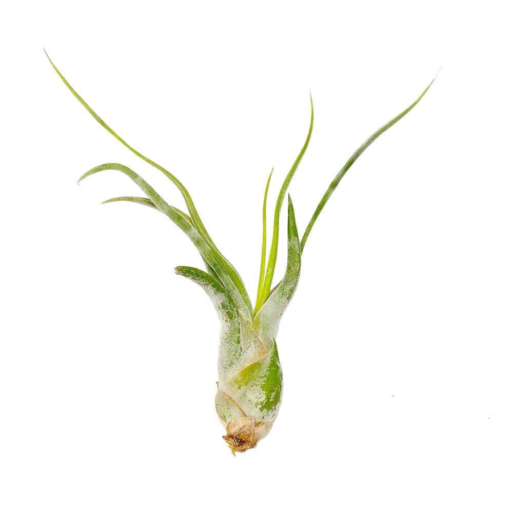 Tillandsia Caput Medusae