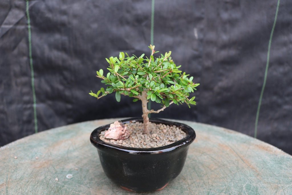 tropical bonsai tree Tropical Boxwood Bonsai Tree