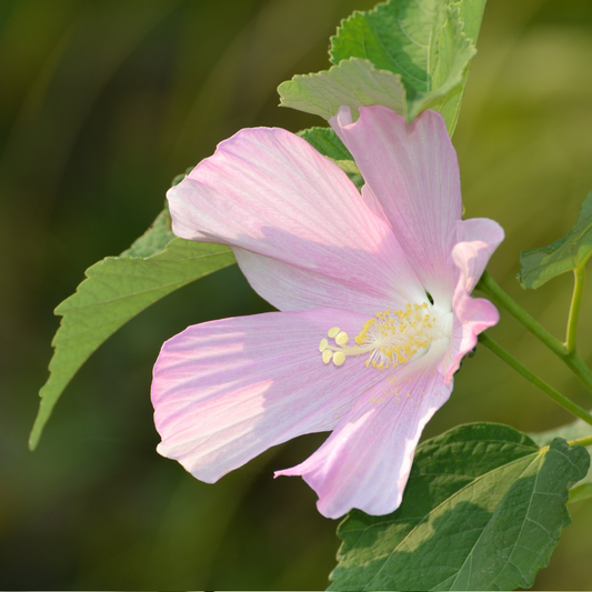 Rose of Sharon - Shrub Althea - Hibiscus 'Pink'