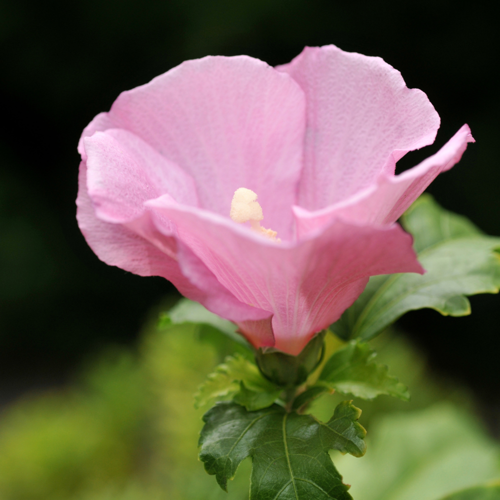 Rose of Sharon - Shrub Althea - Hibiscus 'Pink'