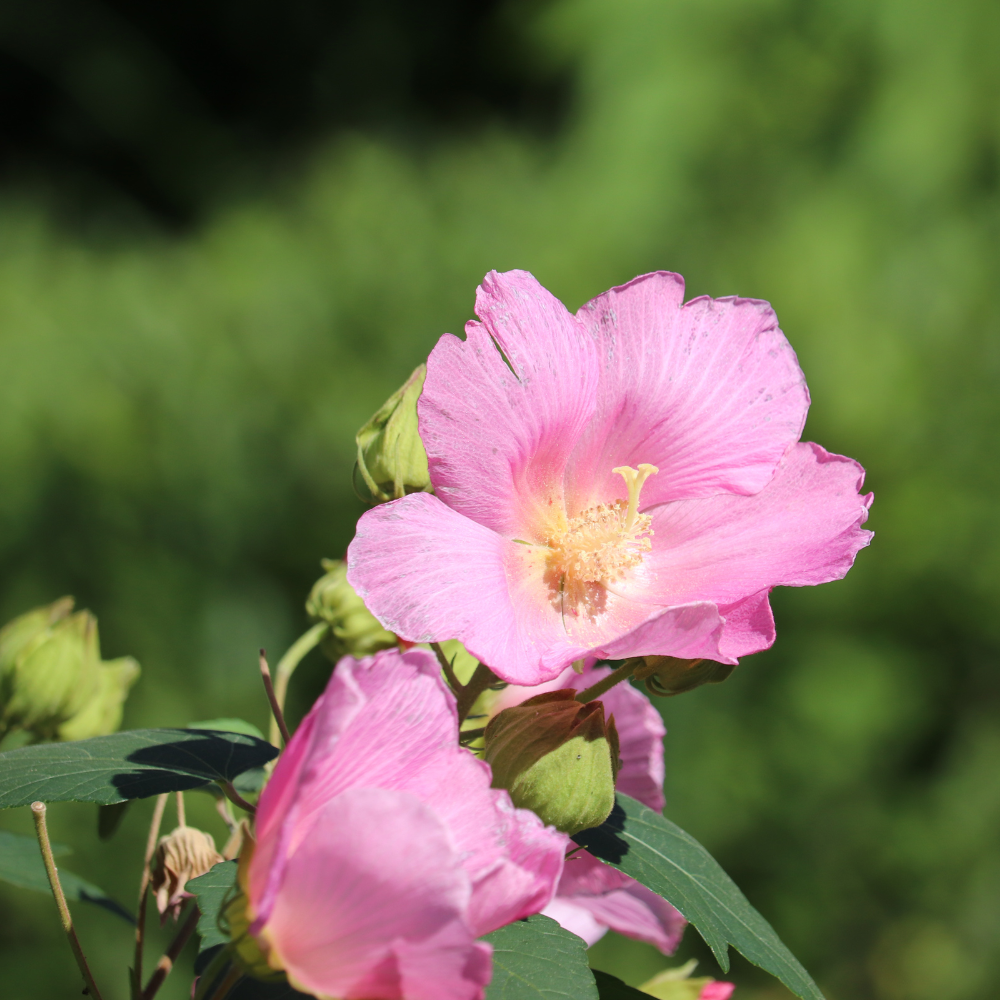 Rose of Sharon - Shrub Althea - Hibiscus 'Pink'
