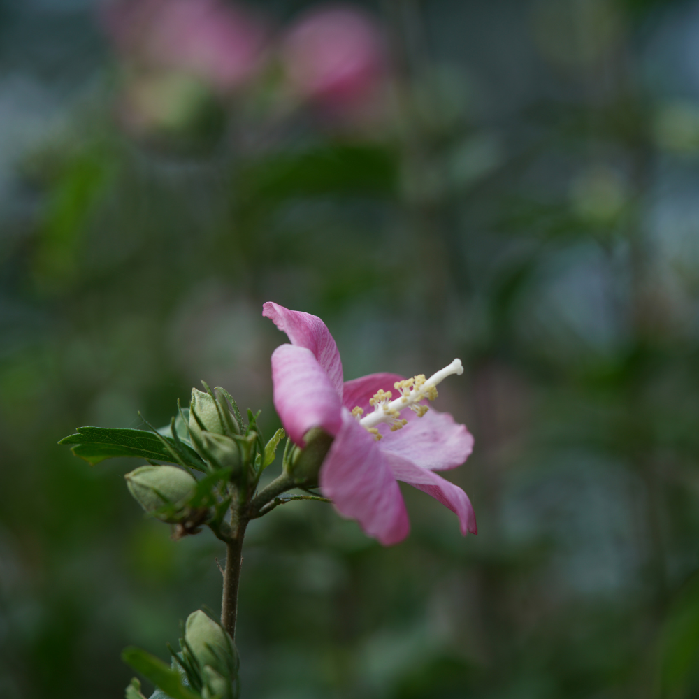 Rose of Sharon - Shrub Althea - Hibiscus 'Pink'