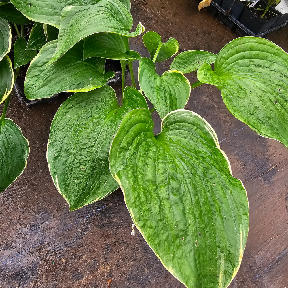 Hosta 'Christmas Tree'