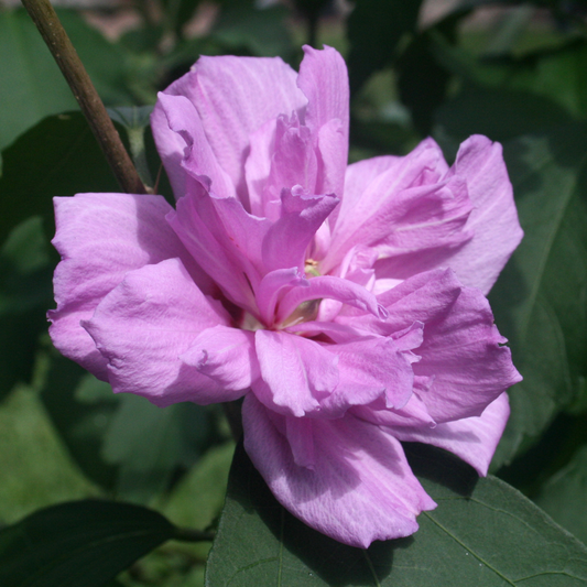 Rose Of Sharon - Shrub Althea - Hibiscus 'Purple'