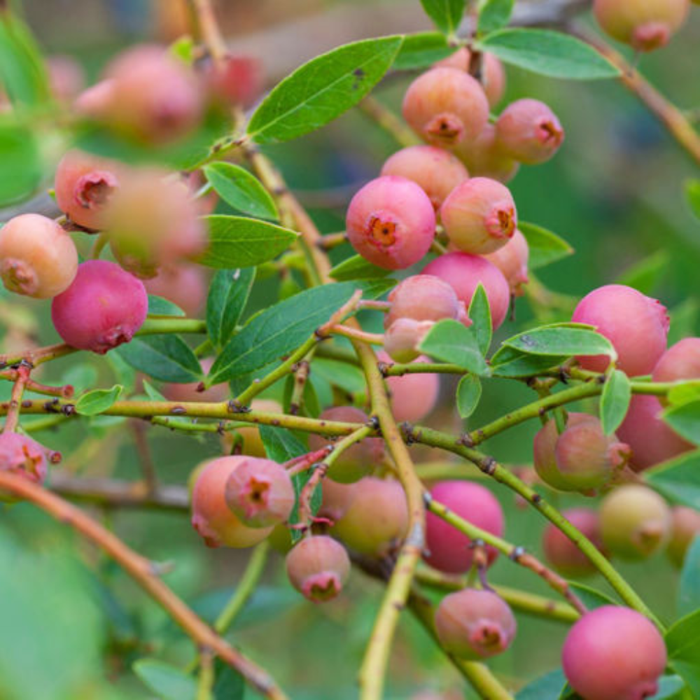 Blueberry ' Pink Lemonade' (Zones 4 to 8)