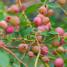 Blueberry ' Pink Lemonade' (Zones 4 to 8)
