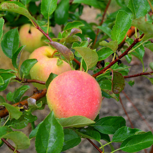 Apple Tree 'Pink Lady' (Zones 6 to 9)