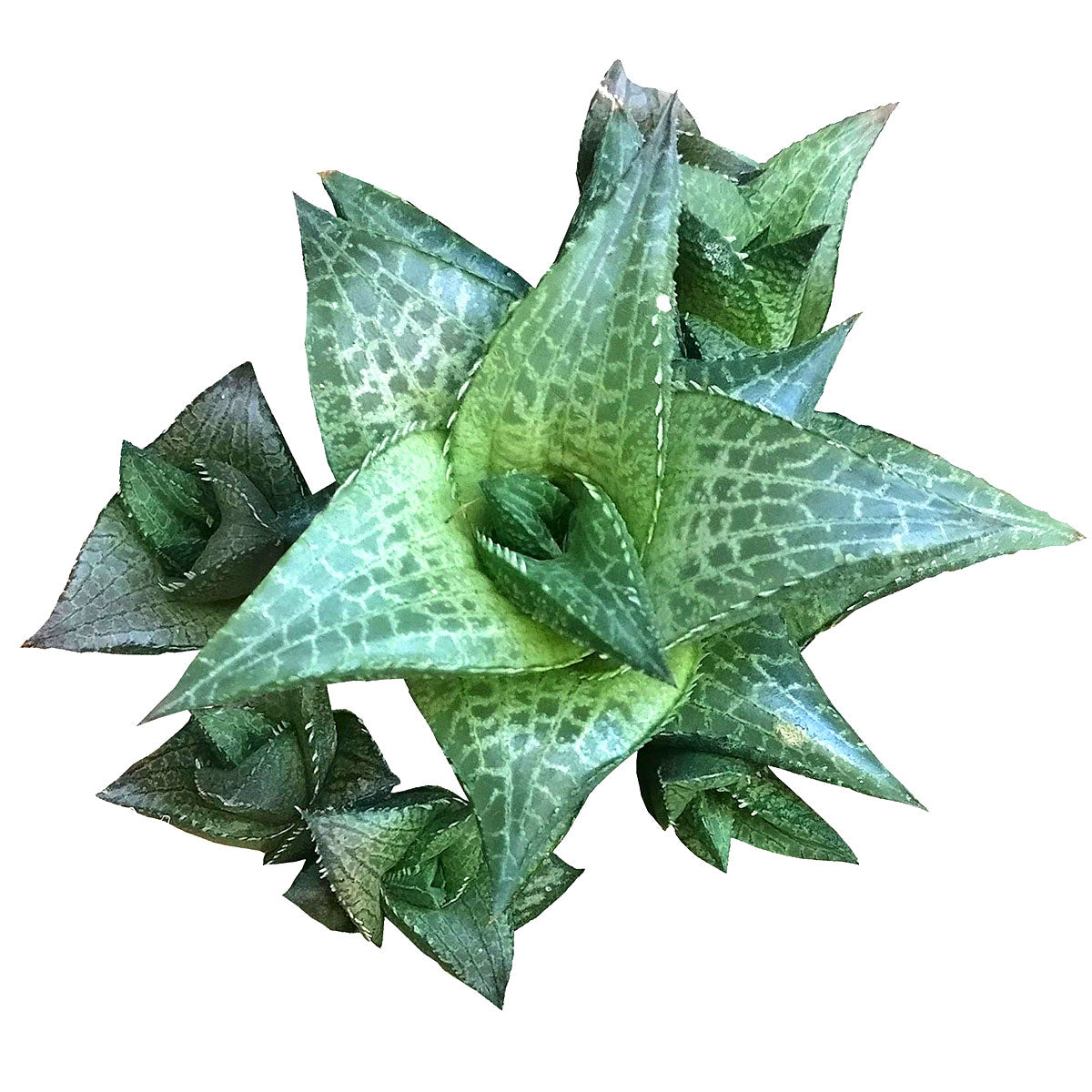 venosa succulent Haworthia Venosa Succulent Plant with Care Instruction 2 inch / White Modern Pot by Succulents Box