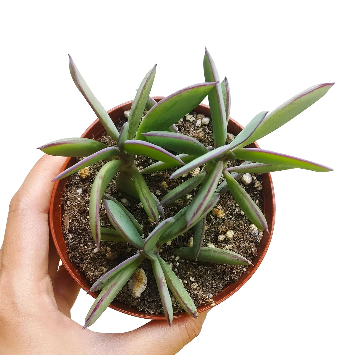Vertical Leaf Senecio