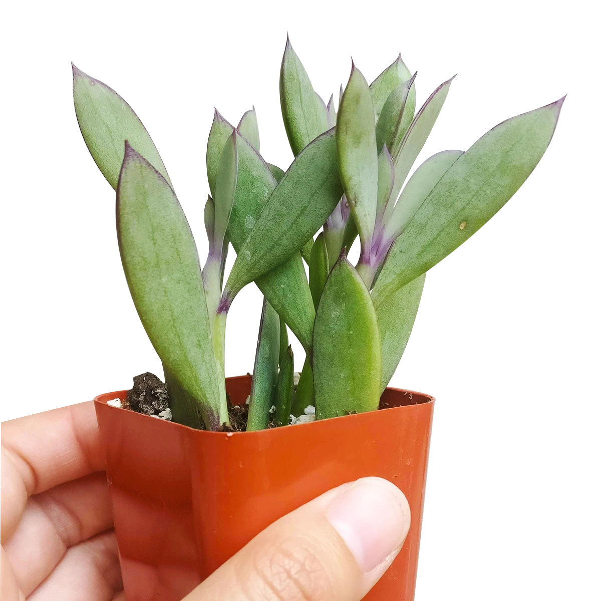 Vertical Leaf Senecio