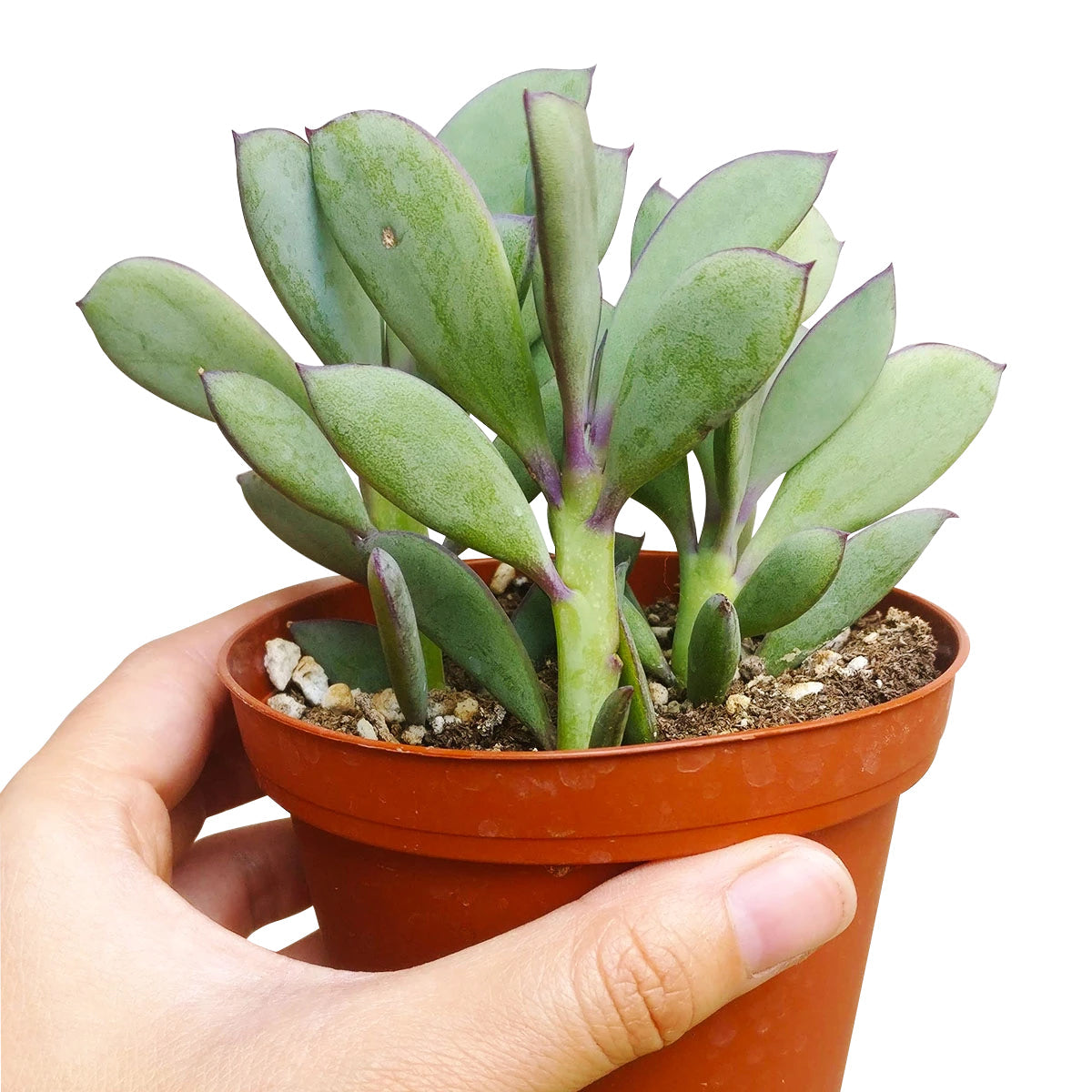 Vertical Leaf Senecio