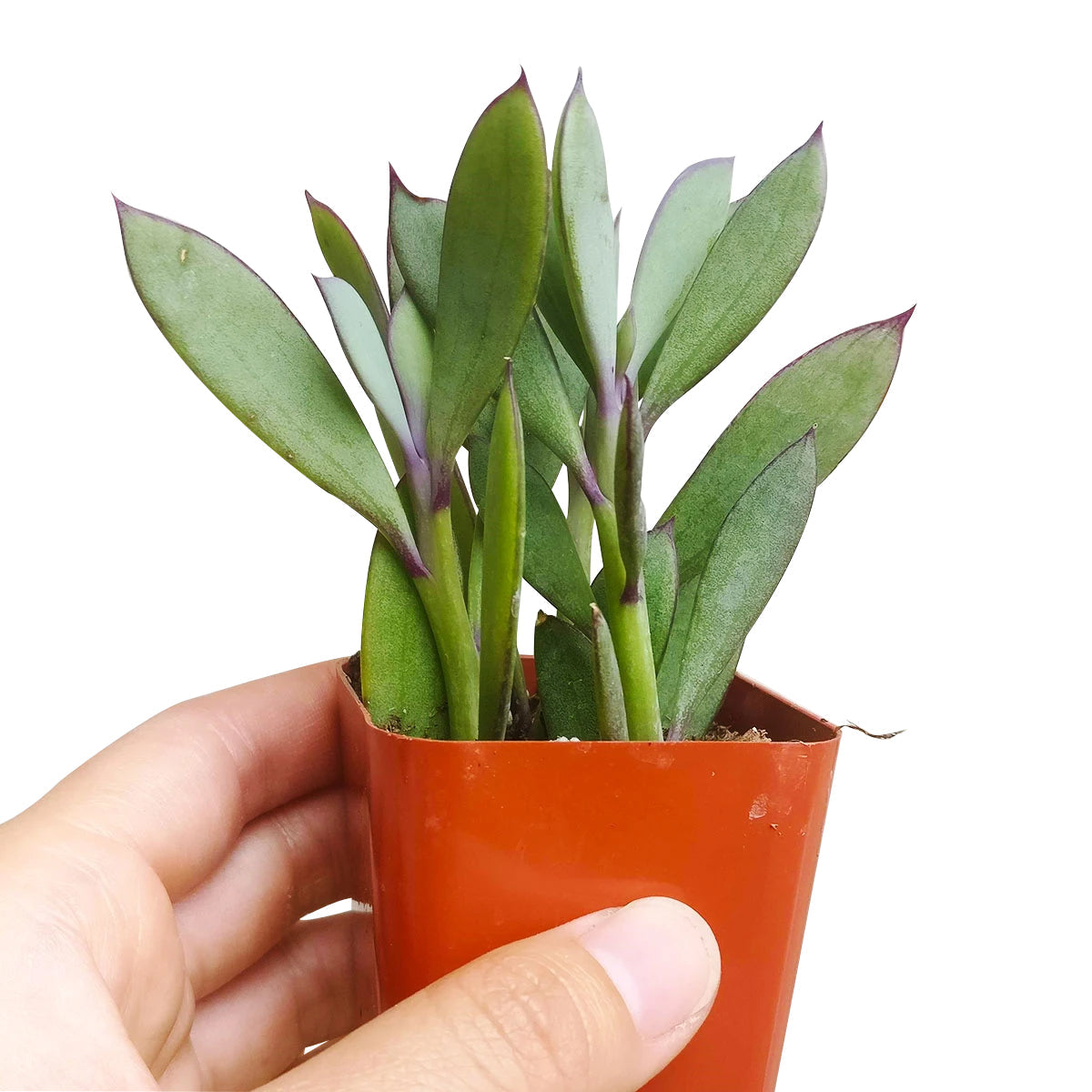Vertical Leaf Senecio