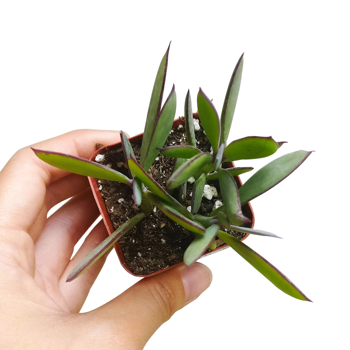 Vertical Leaf Senecio