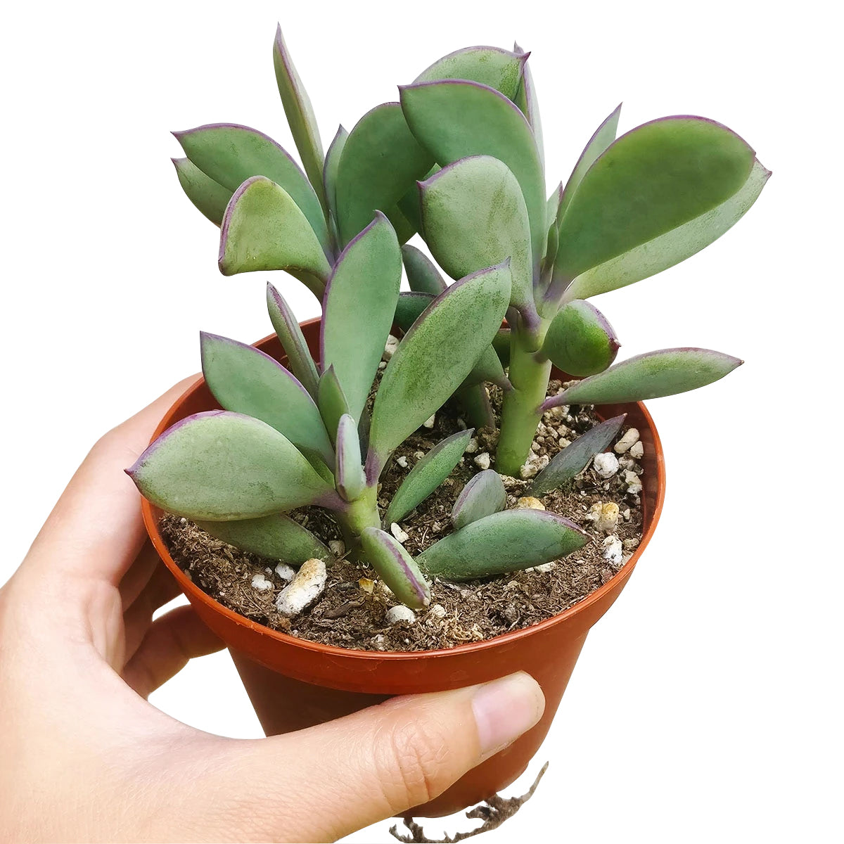 Vertical Leaf Senecio