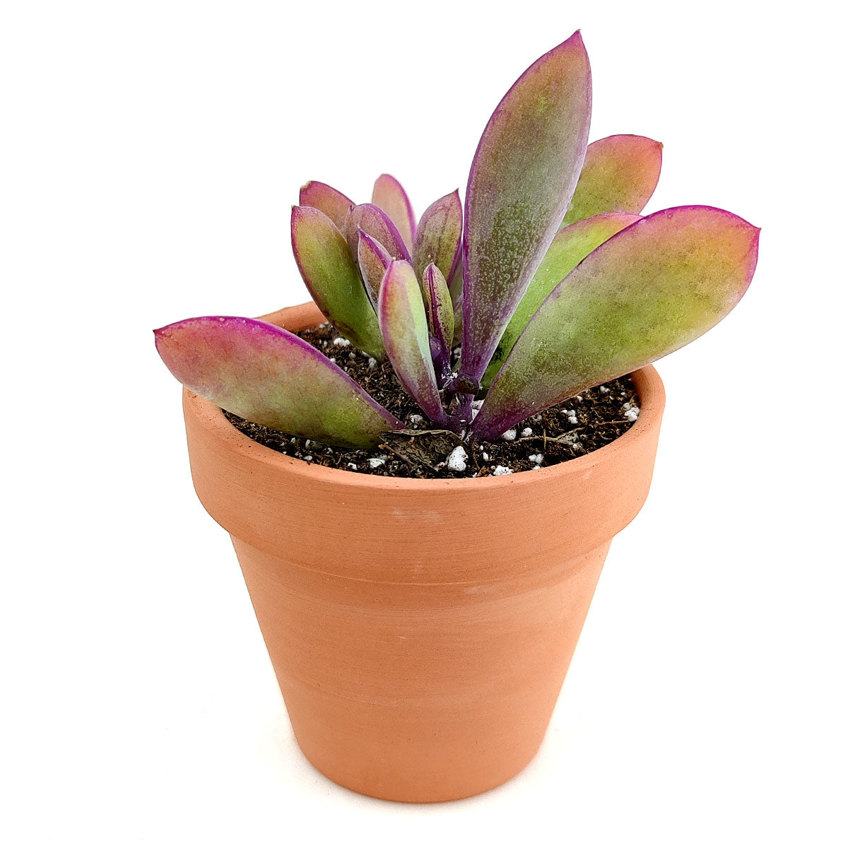 Vertical Leaf Senecio
