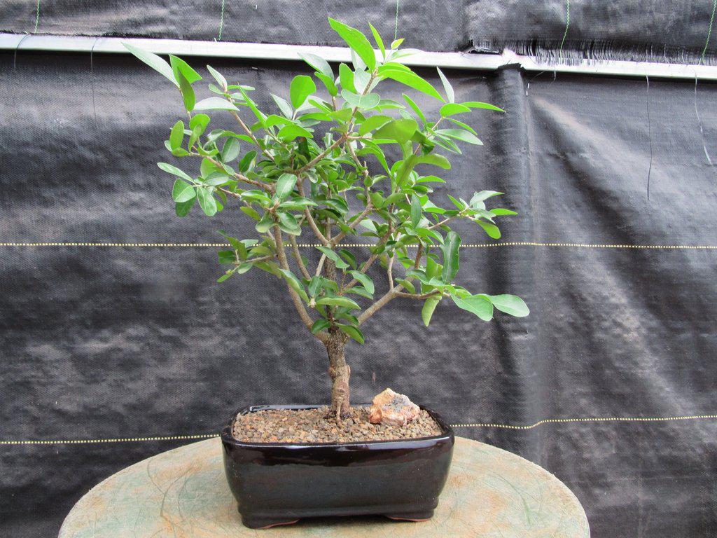 barbados cherry tree bonsai Weeping Barbados Cherry Bonsai Tree – 12 Year Old Indoor Tropical Bonsai