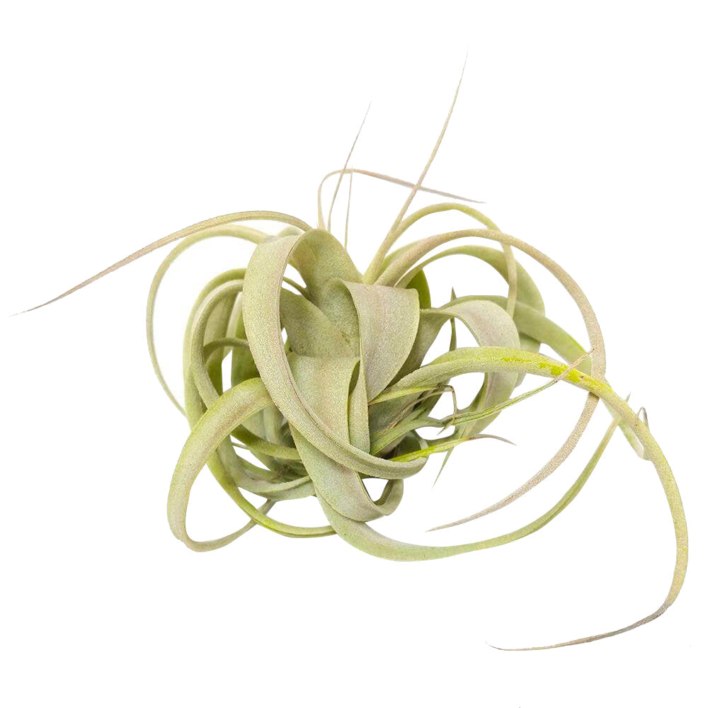 Xerographica