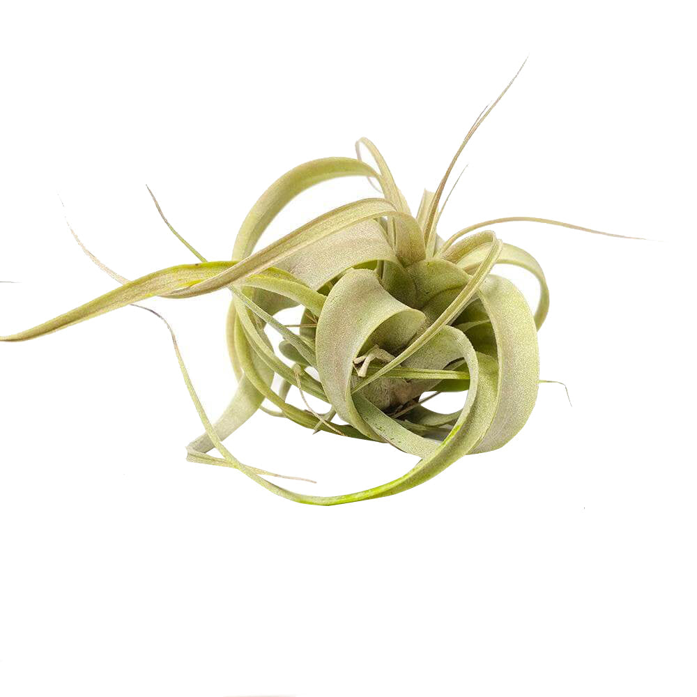 Xerographica