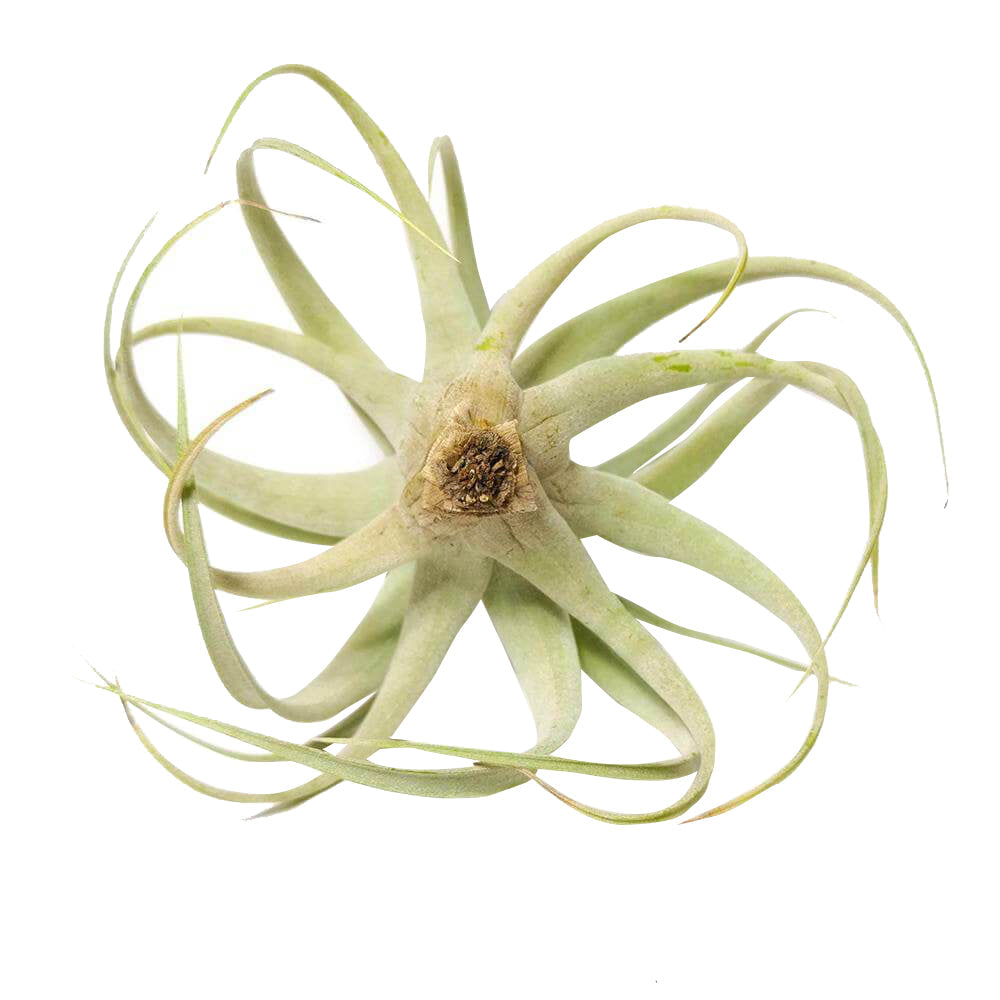 Xerographica