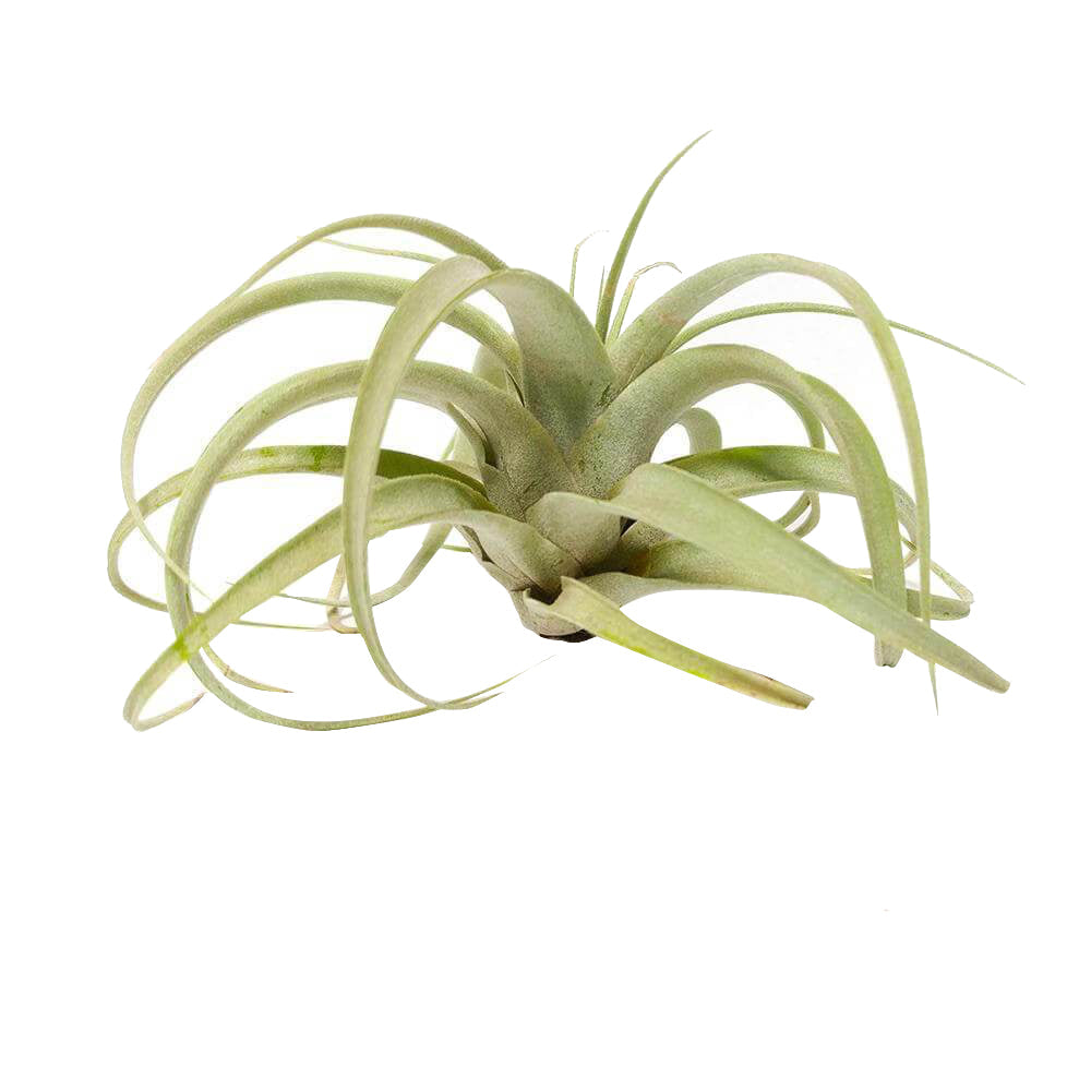 Xerographica