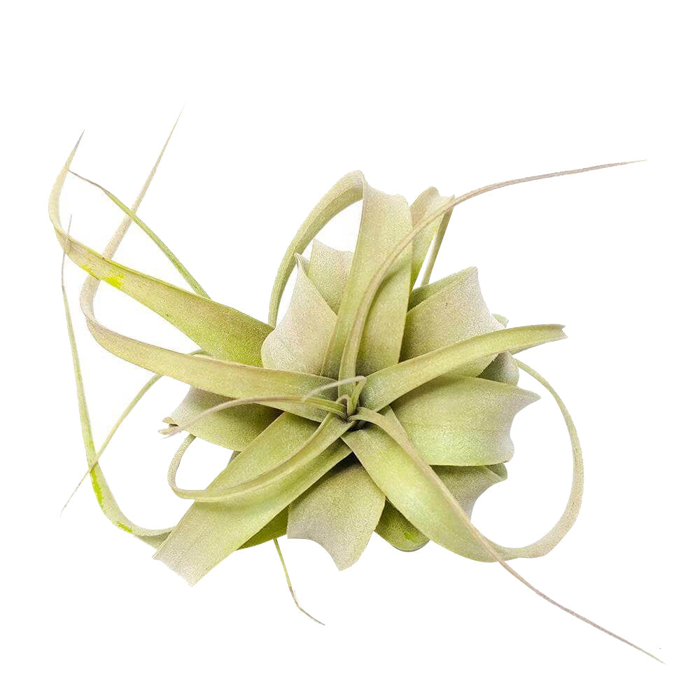 Xerographica