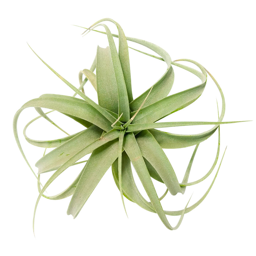Xerographica