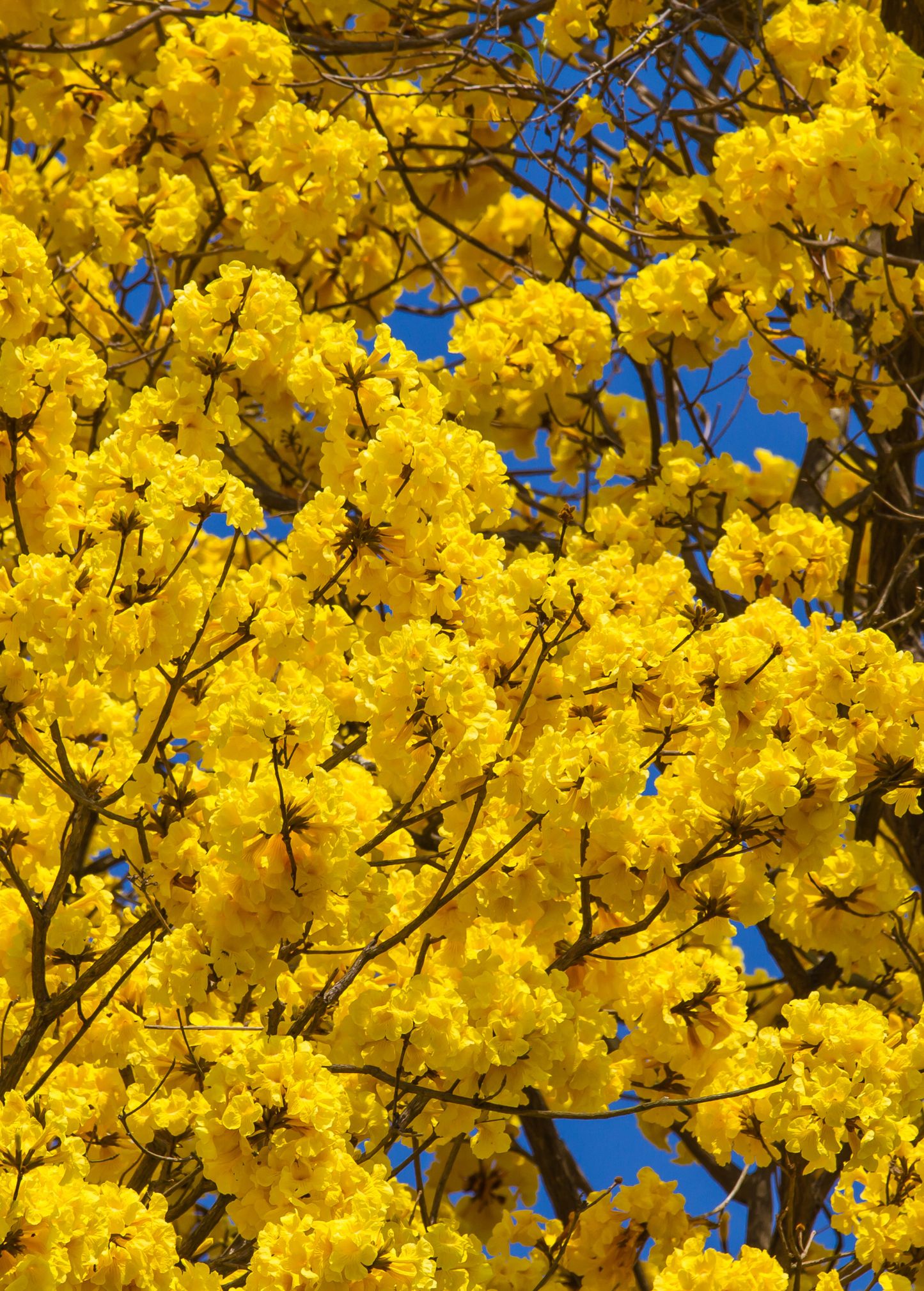 Yellow Tabebuia (Tabebuia spp.)