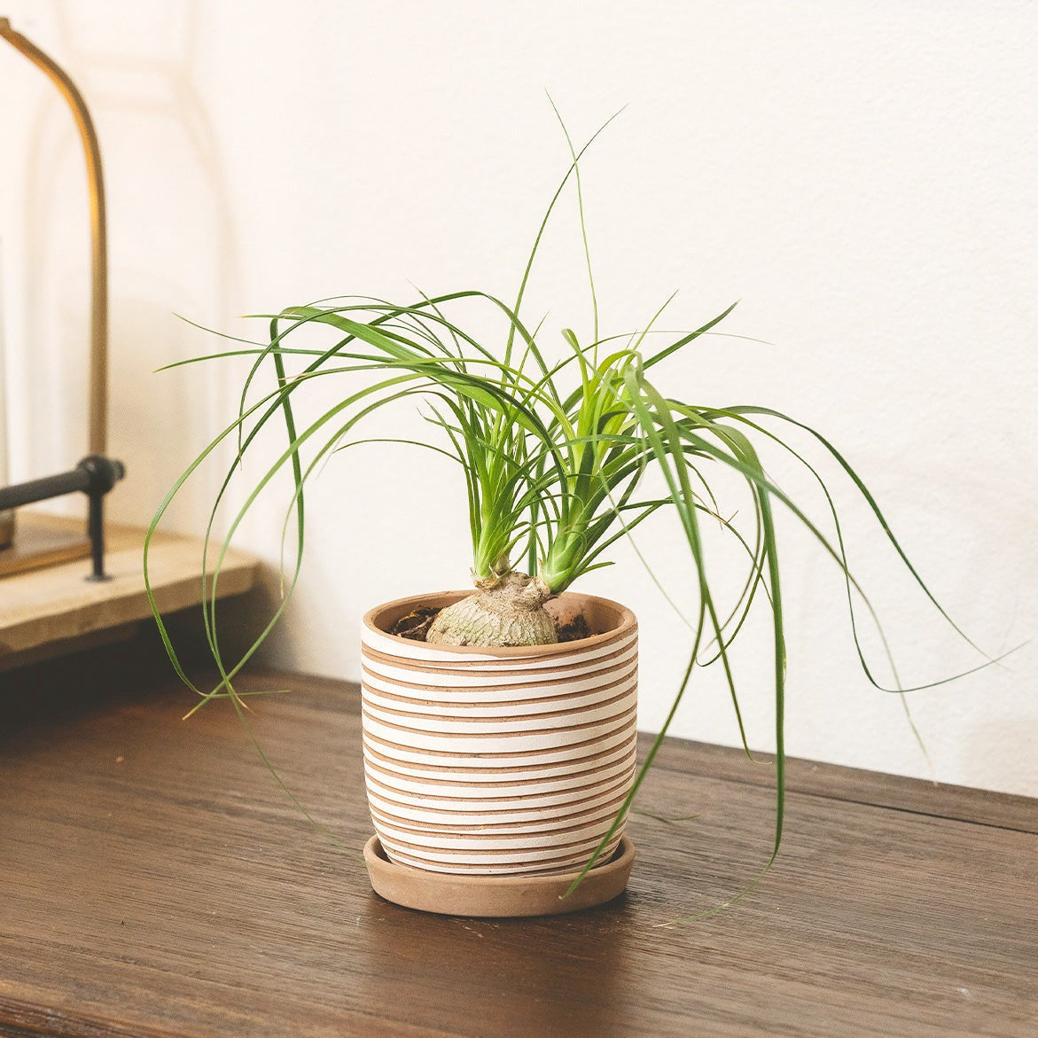 Clay White Stripes Pattern Pot