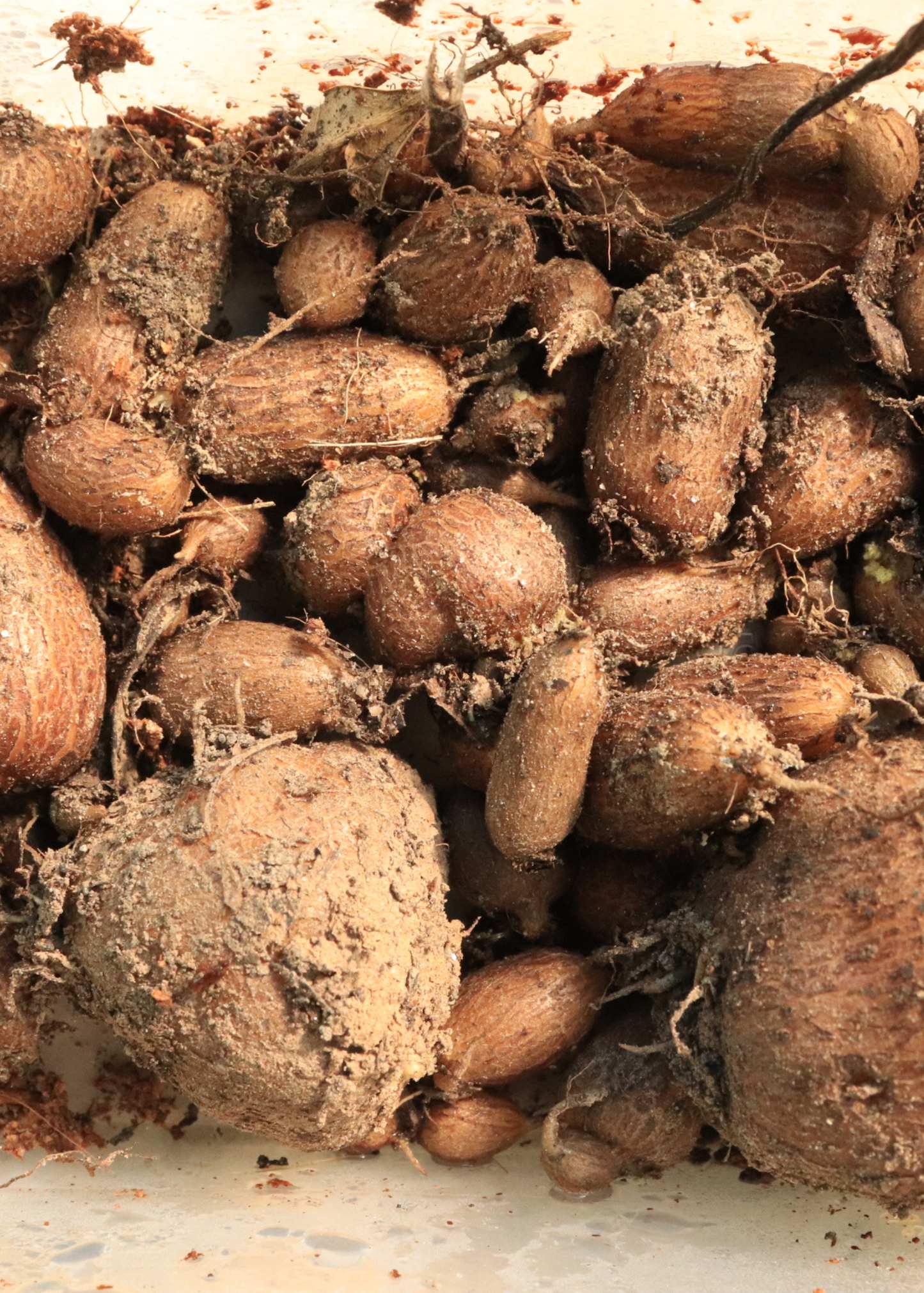 African Potato Mint (Plectranthus esculentus)